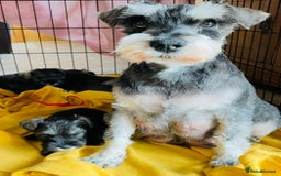 Miniature Schnauzer dogs for sale: KC reg & dna tested miniature schnauzer pups  - Image 4