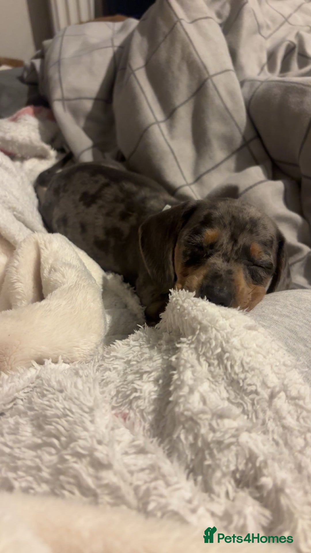 Miniature Dachshund dogs for sale: Blue dapple miniature dachshund girl - Advert 4