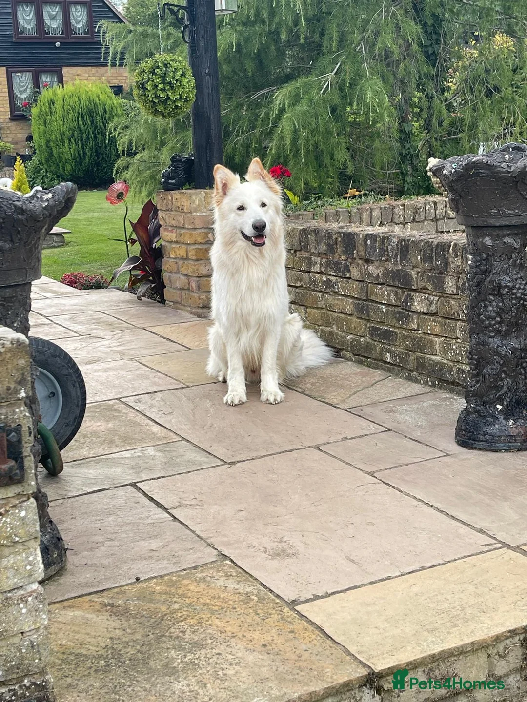 German Shepherd dogs for stud: white German shepherd stud  in Wickford - Advert 2