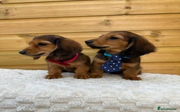 Dachshund dogs for sale: PRA clear miniature dachshund puppies long hair - Image 5