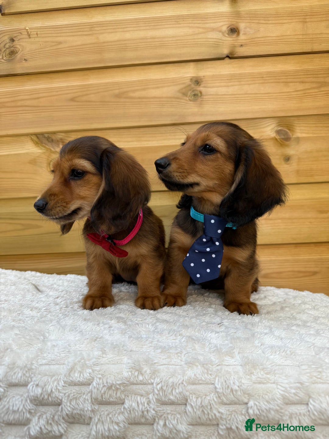 Dachshund dogs for sale: PRA clear miniature dachshund puppies long hair - Image 5