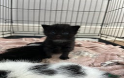 Mixed Breed cats for sale: 4 fluffy Russian blue mix kittens  - Image 14