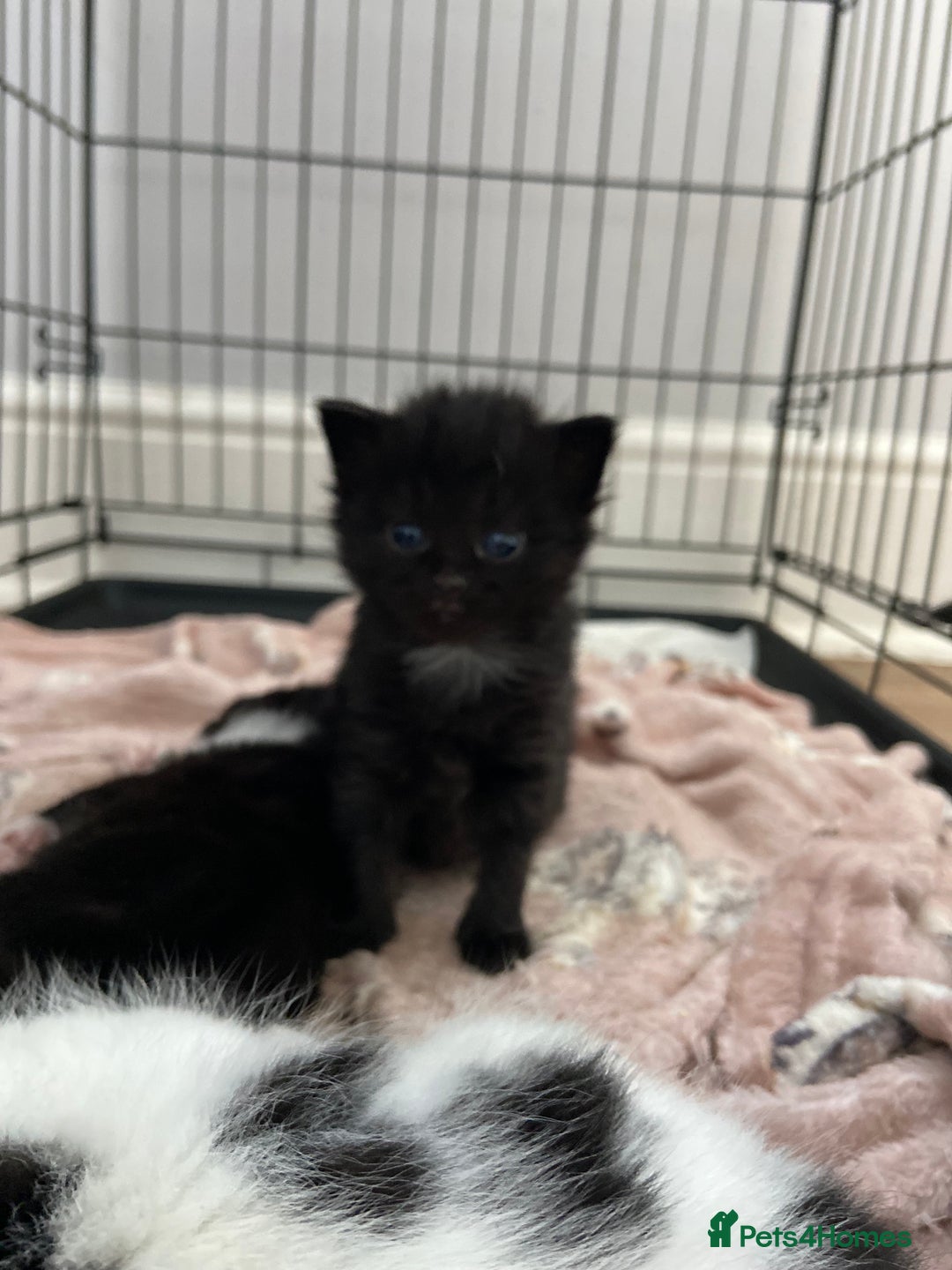 Mixed Breed cats for sale: 4 fluffy Russian blue mix kittens  - Image 14
