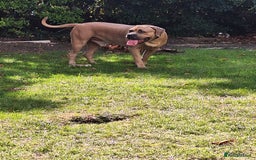 Mixed Breed dogs for sale: Cane corso mixed (ghost) - Image 1