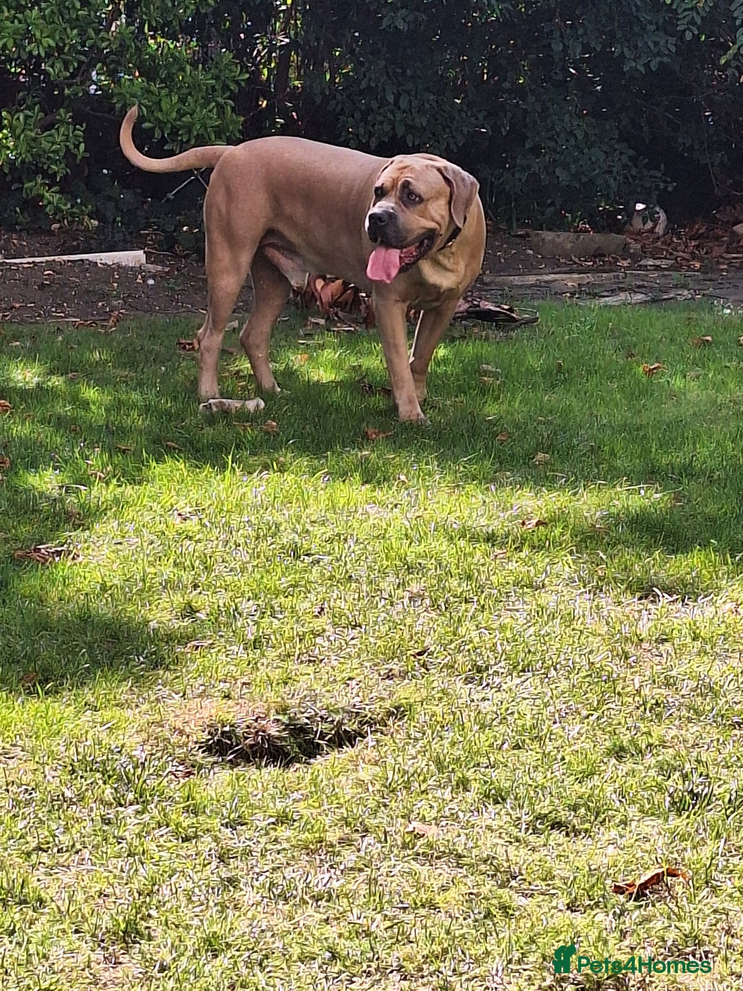 Mixed Breed dogs for sale: Cane corso mixed (ghost) - Image 1