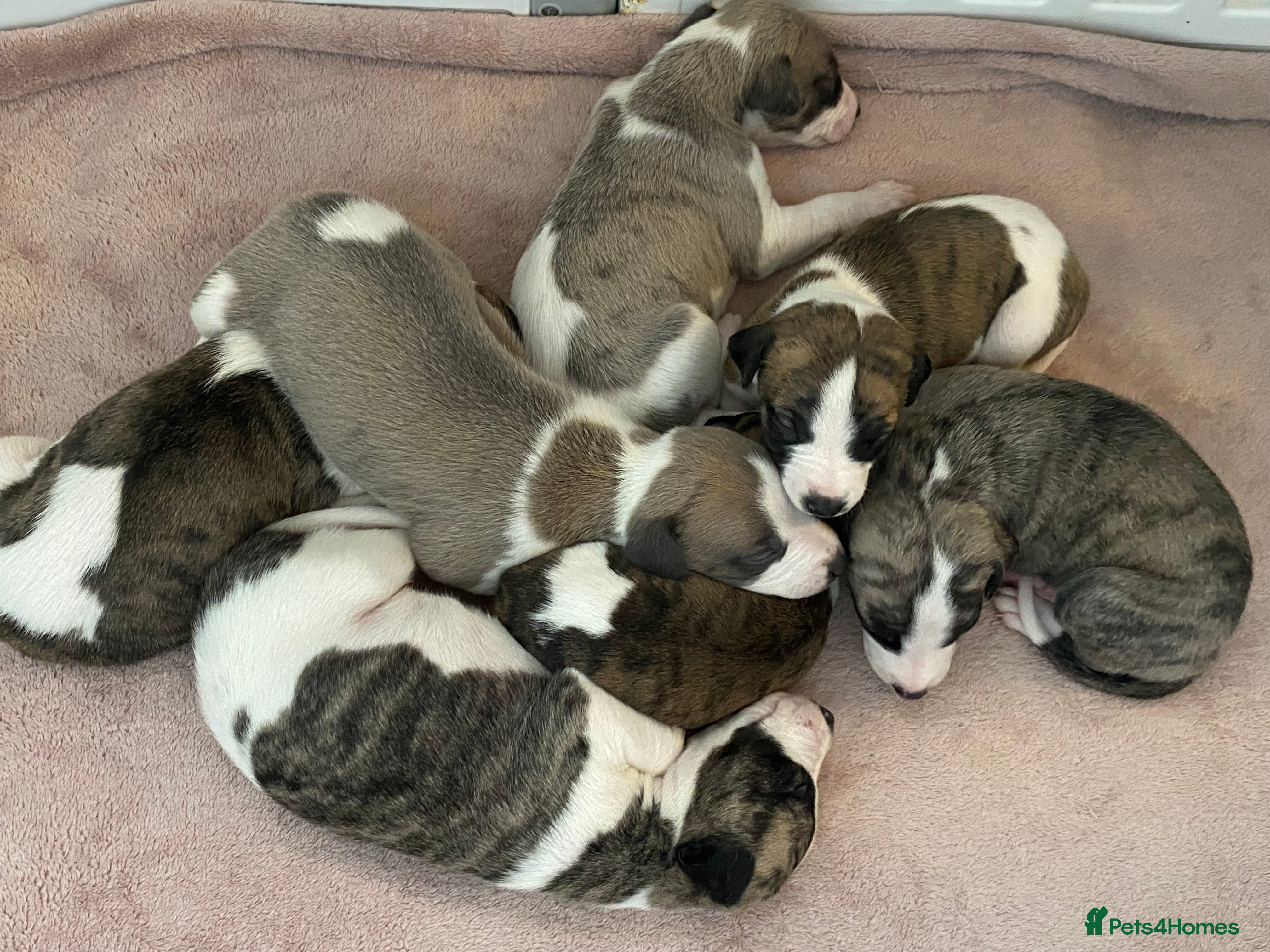Whippet dogs 🐾 Quality KC Registered Whippet Puppies 🐾 - Advert 1