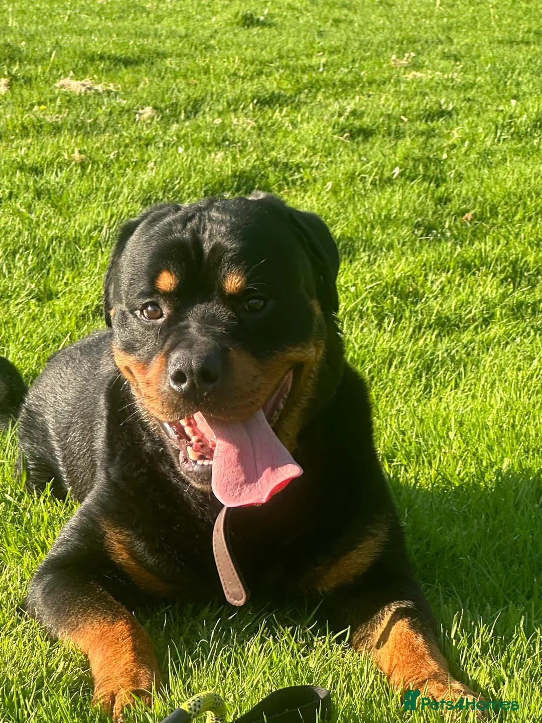 Rottweiler dogs for sale: Loving male Rottweiler Dougie  in Minehead - Advert 1
