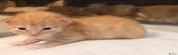 Maine Coon cats for sale: Half Maine Coon Kittens  - Advert 9