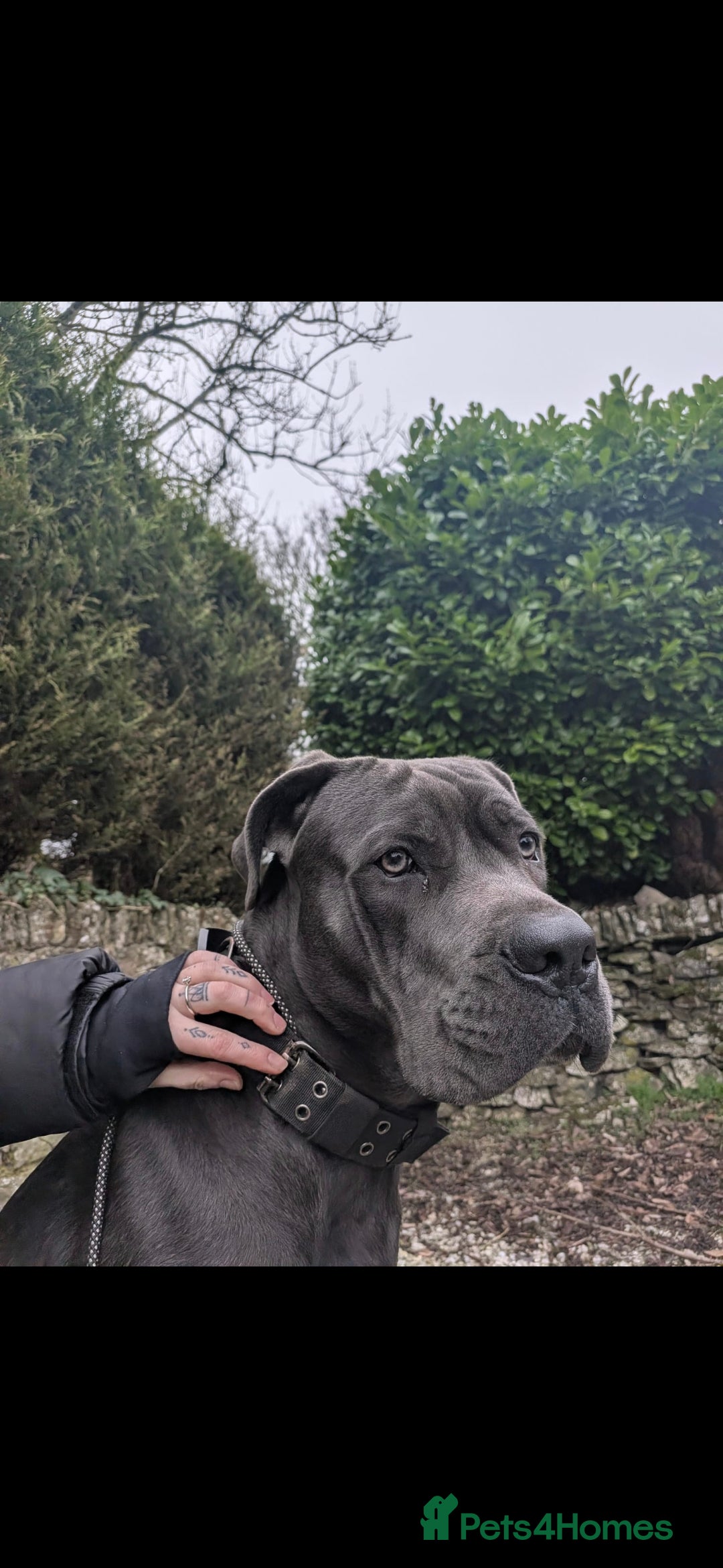 Cane Corso dogs 10 month old cane corso  - Advert 13
