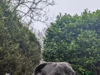 Cane Corso dogs 10 month old cane corso - Advert 16