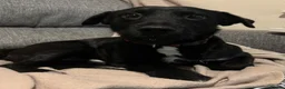 Mixed Breed dogs for stud: Patterjack male for stud  - Advert 3