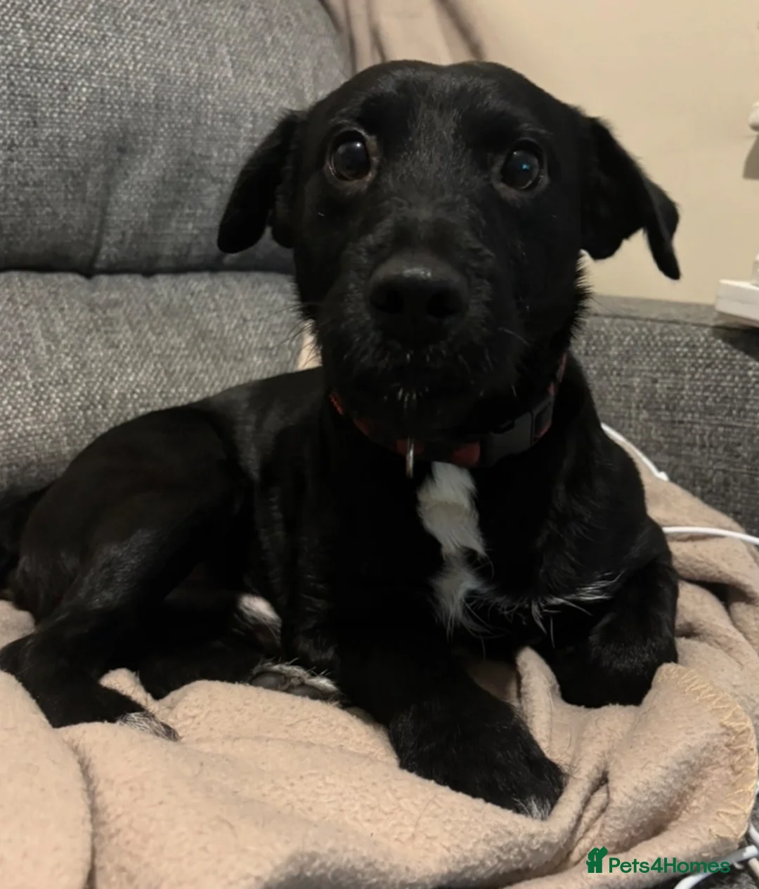 Mixed Breed dogs for stud: Patterjack male for stud  - Advert 3