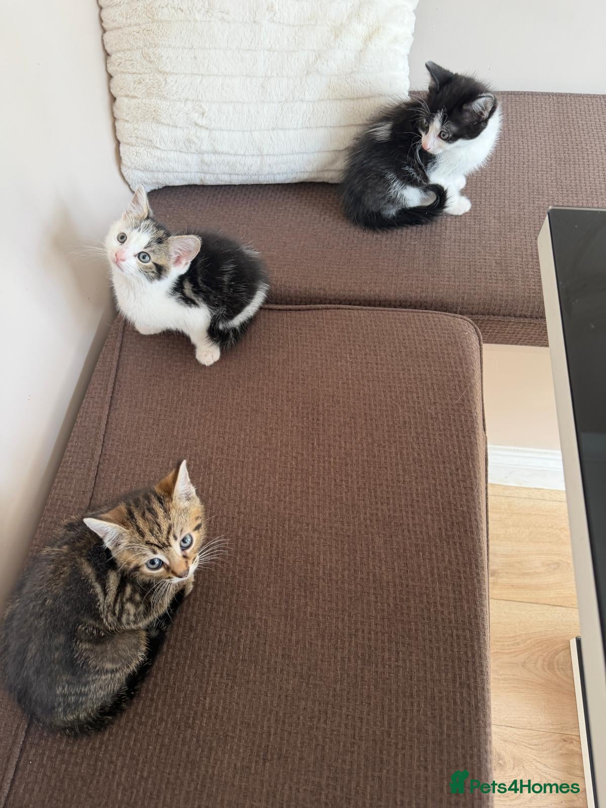 Mixed Breed cats Kittens for sale - Advert 3