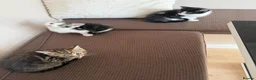 Mixed Breed cats for sale: Kittens for sale in Stevenage - Advert 1