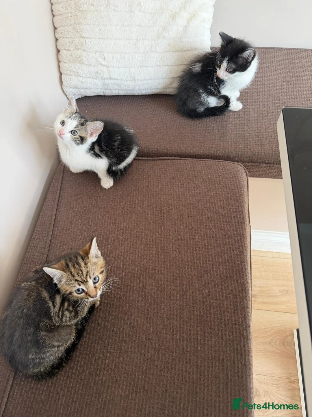 Mixed Breed cats for sale: Kittens for sale in Stevenage - Advert 1
