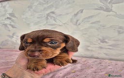 Dachshund dogs for sale: Miniature dachshund puppies PRA CLR - Image 28