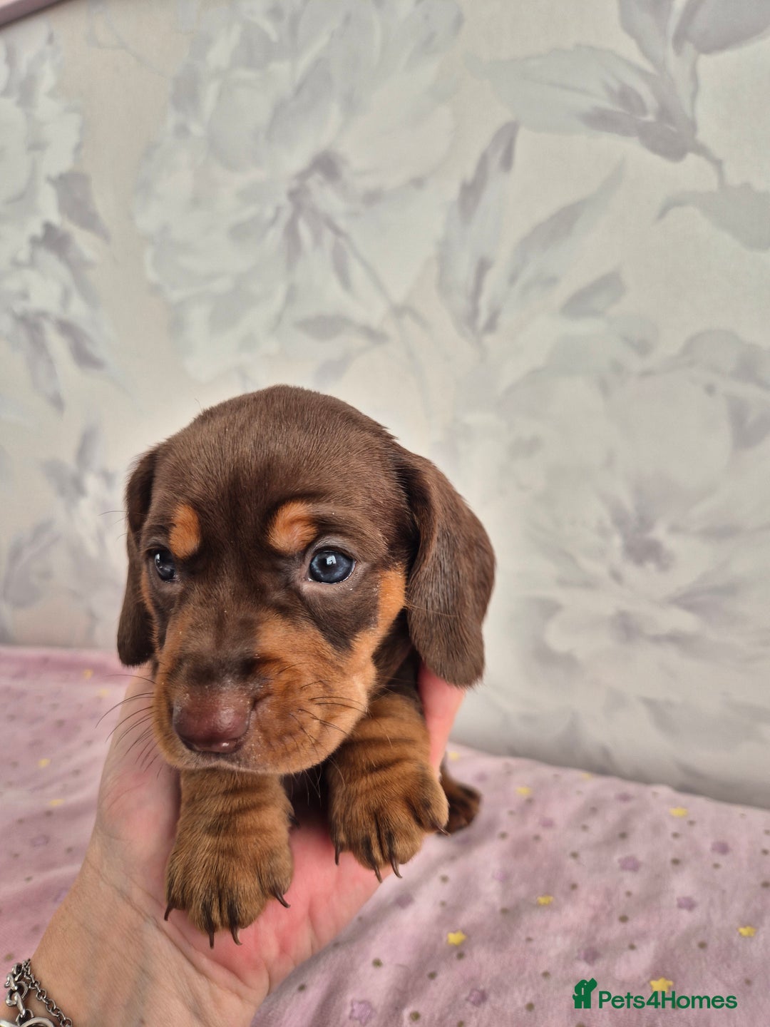 Dachshund dogs for sale: Miniature dachshund puppies PRA CLR - Image 28