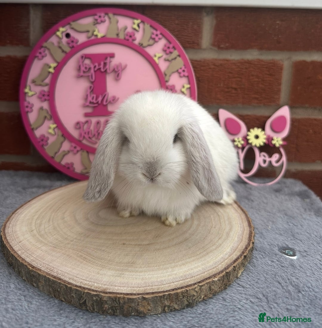 Mini Lop rabbits for sale: Pure Bred Minilops - Image 6