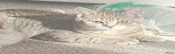 British Shorthair cats for sale: British Shorthair Black Golden Spotted Tabbys - Advert 3