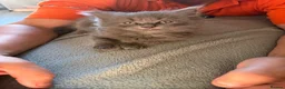 Maine Coon cats for sale: Mainecoon x in Wakefield - Advert 9