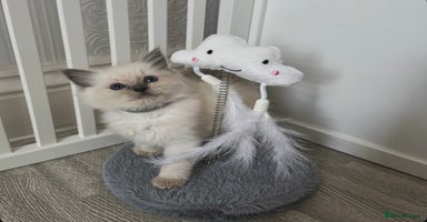 Ragdoll cats - Advert 16