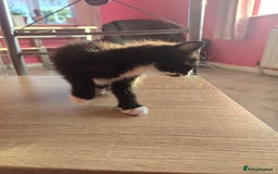 Mixed Breed cats for sale: 8 kittens for sale  - Image 5