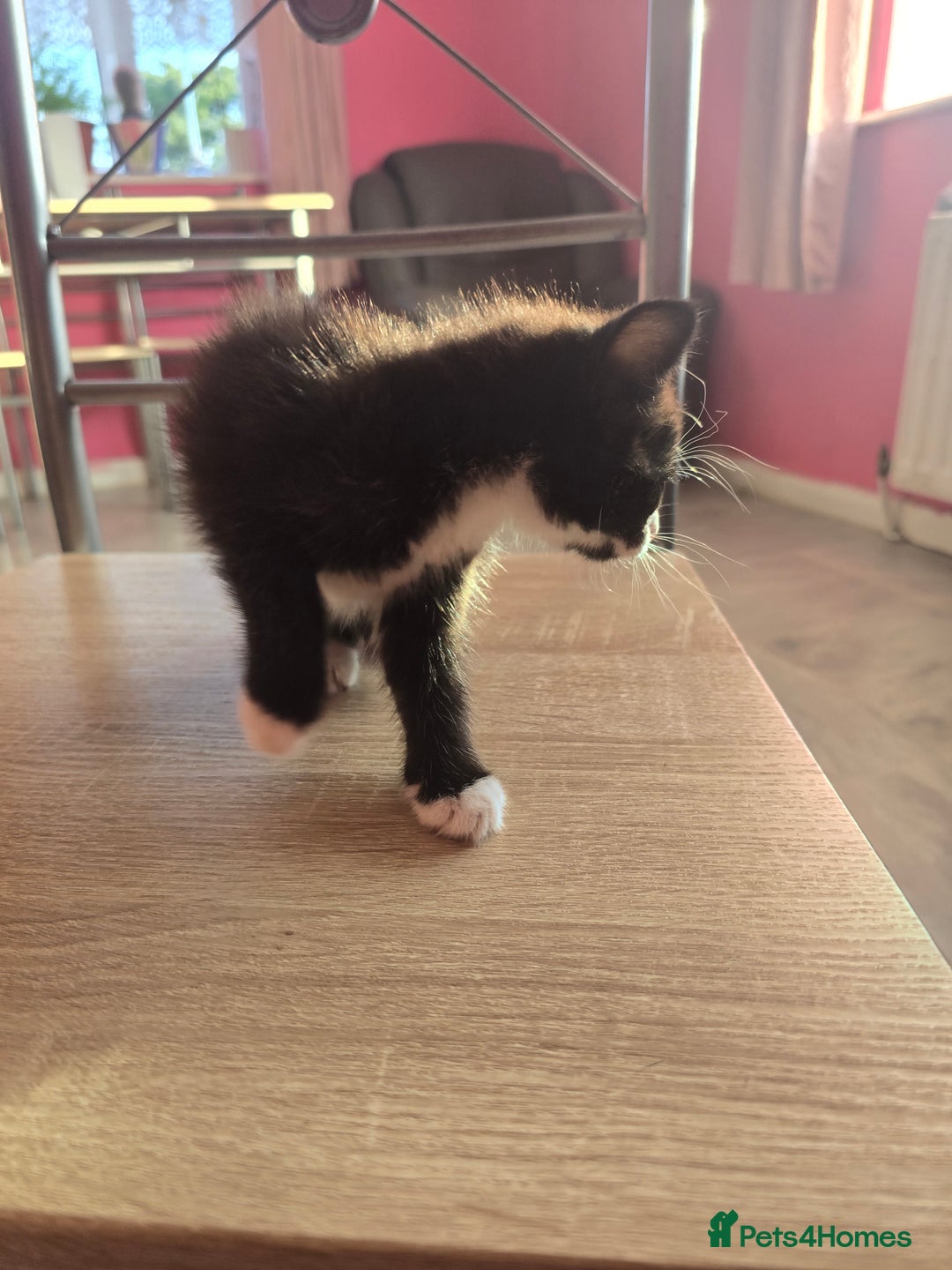 Mixed Breed cats for sale: 8 kittens for sale  - Image 5