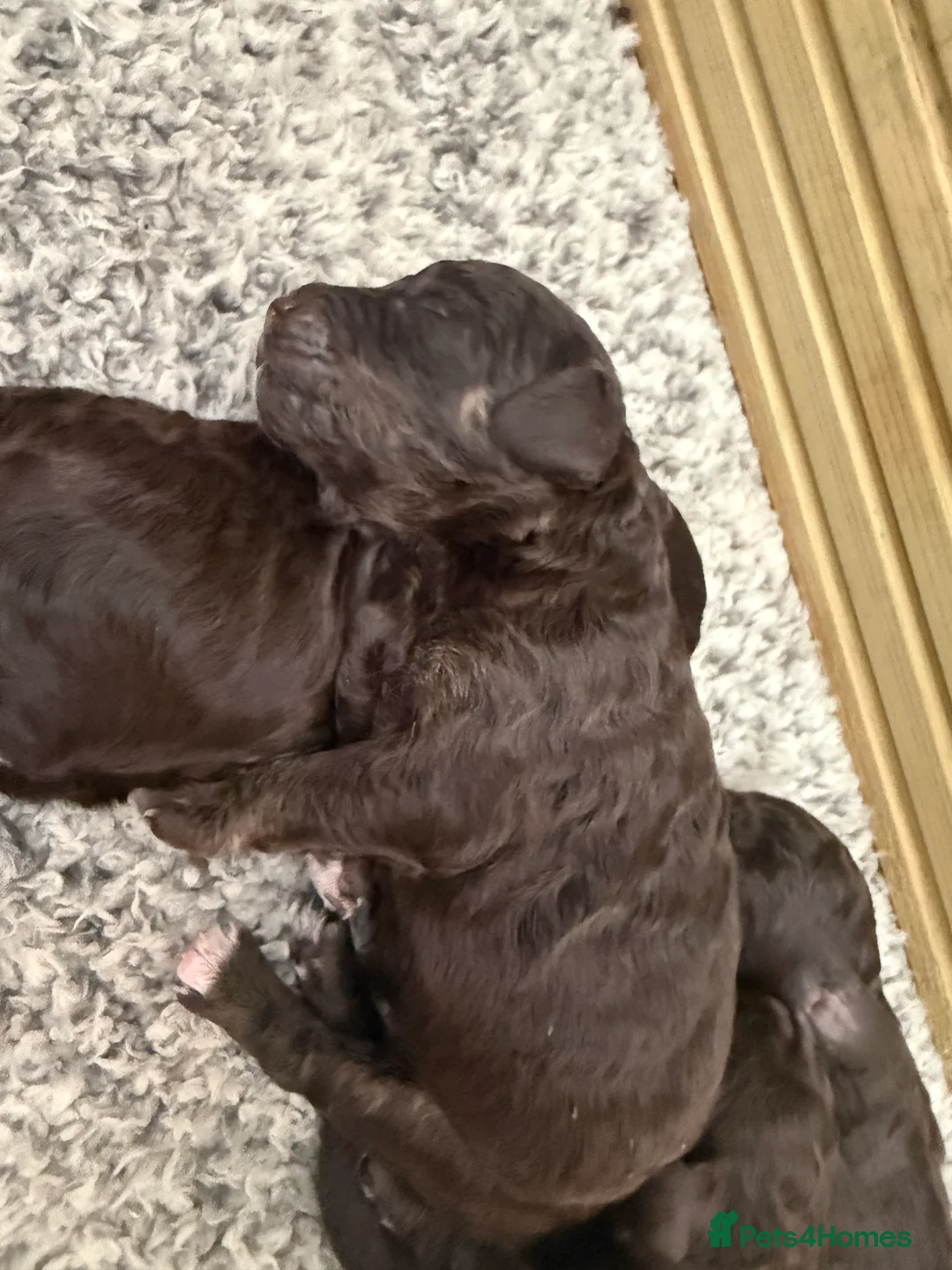 Cockapoo dogs for sale: Reduced! Fully health checked f2 Cockapoo puppy’s  - Advert 29
