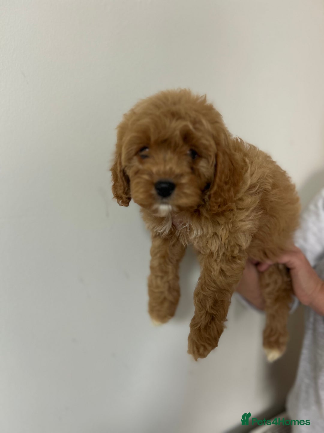 Cavapoo dogs for sale: Cavapoos  - Image 6