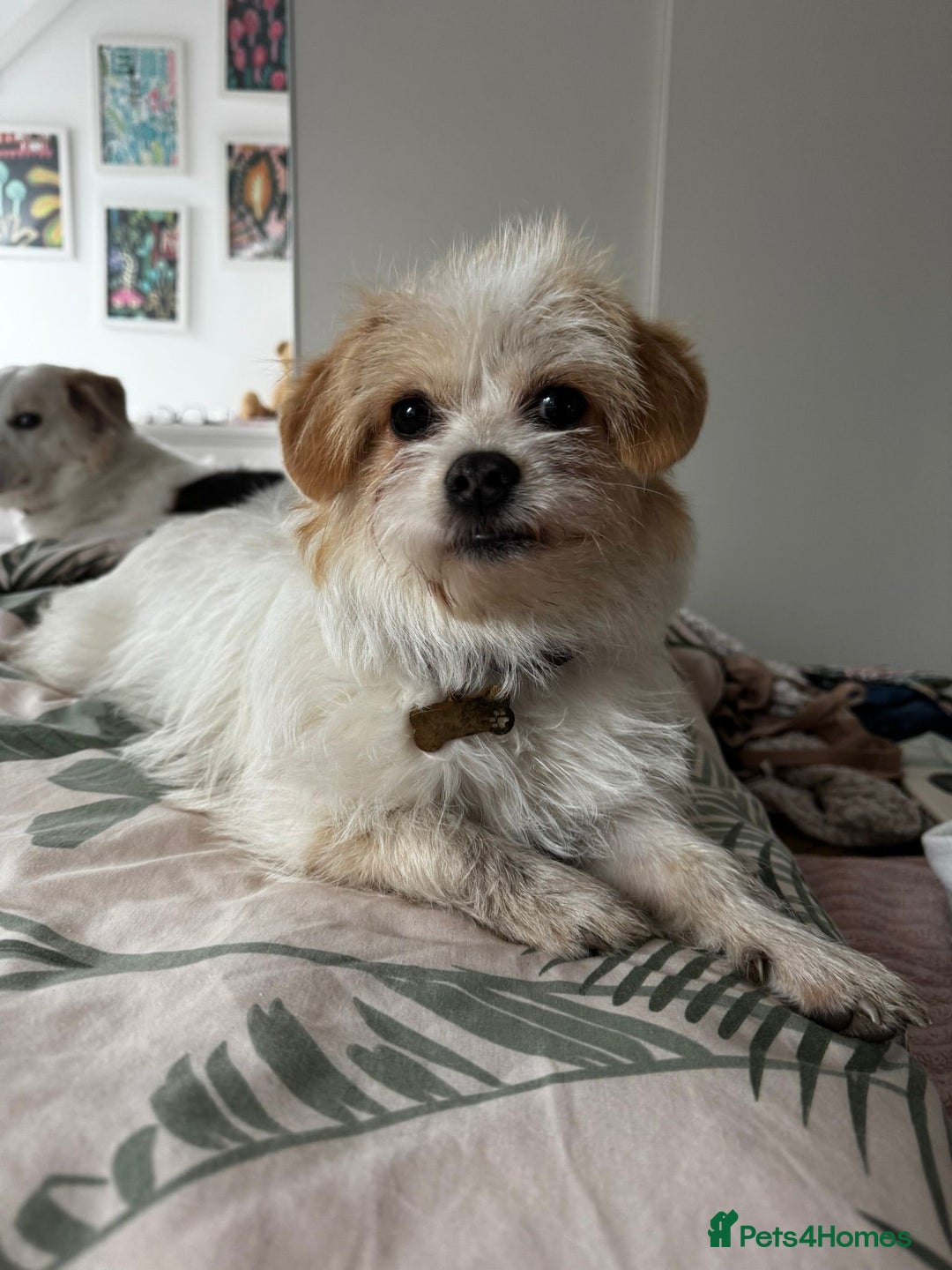 Mixed Breed dogs for adoption: Cynthia - Advert 16