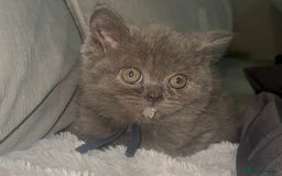 British Shorthair cats for sale: REDUCED!!! Stunning British Short Hair Kittens - Image 30