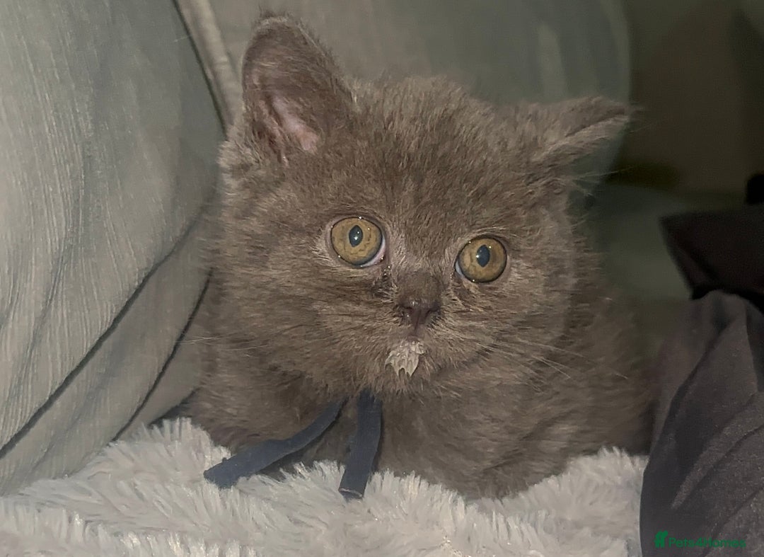 British Shorthair cats for sale: REDUCED!!! Stunning British Short Hair Kittens - Image 30