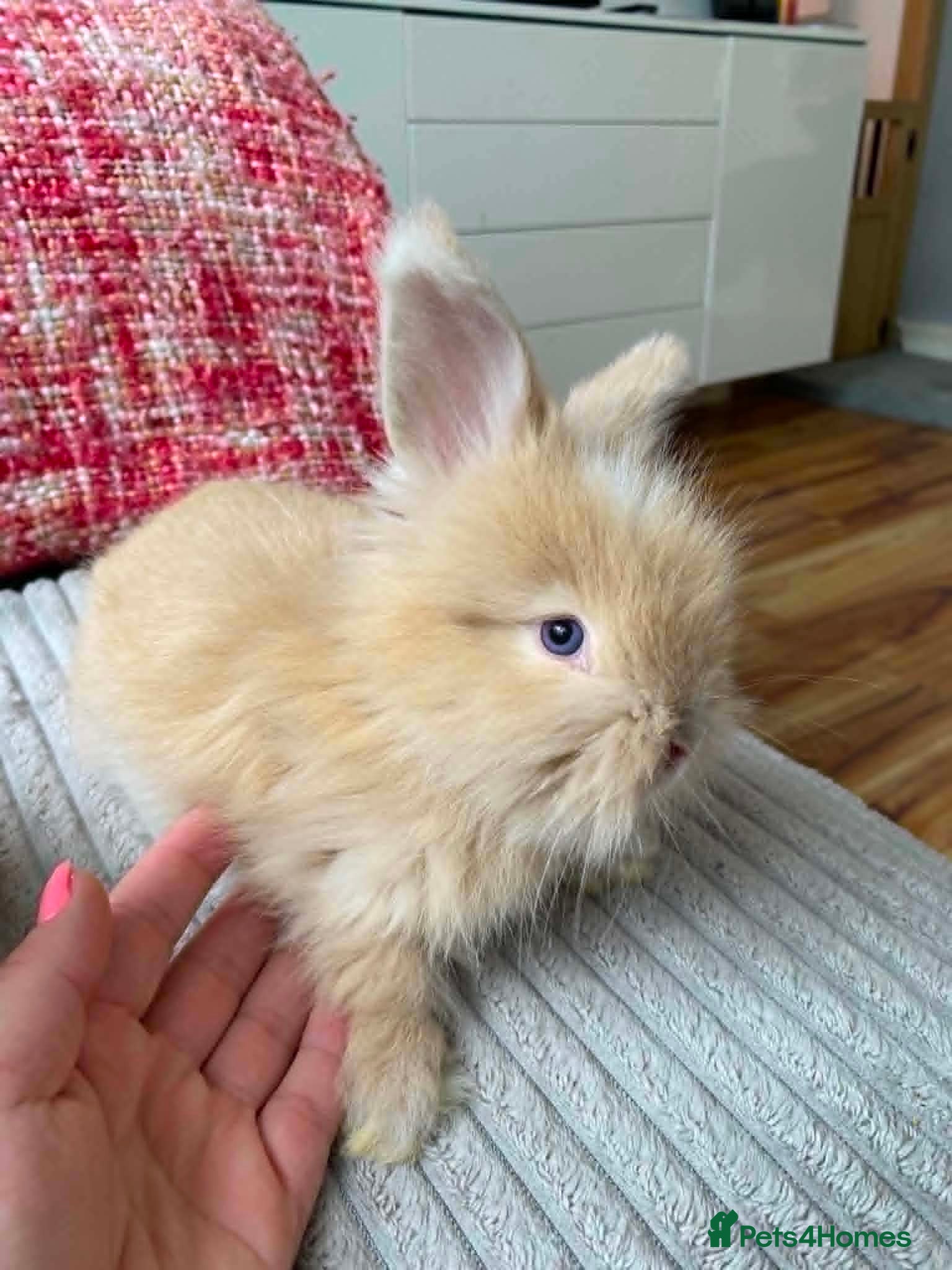 Lionhead rabbits English Full Face Angora Kits - Advert 1
