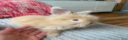 Lionhead rabbits for sale: English Full Face Angora Kits - Advert 1