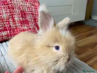 Lionhead rabbits English Full Face Angora Kits - Advert 1