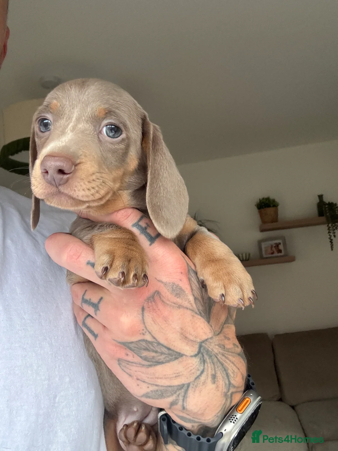 Miniature Dachshund dogs for sale: Beautiful Isabella and Tan Miniature Dachshunds  - Advert 1