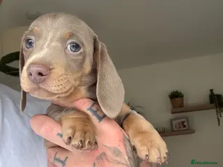 Miniature Dachshund dogs Beautiful Isabella and Tan Miniature Dachshunds - Advert 9