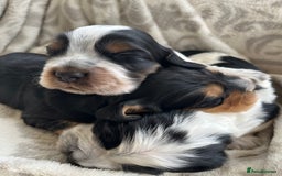 Cocker Spaniel dogs for stud: KC Superb example Classic SHOW Cocker Stud in Ruthin - Image 15