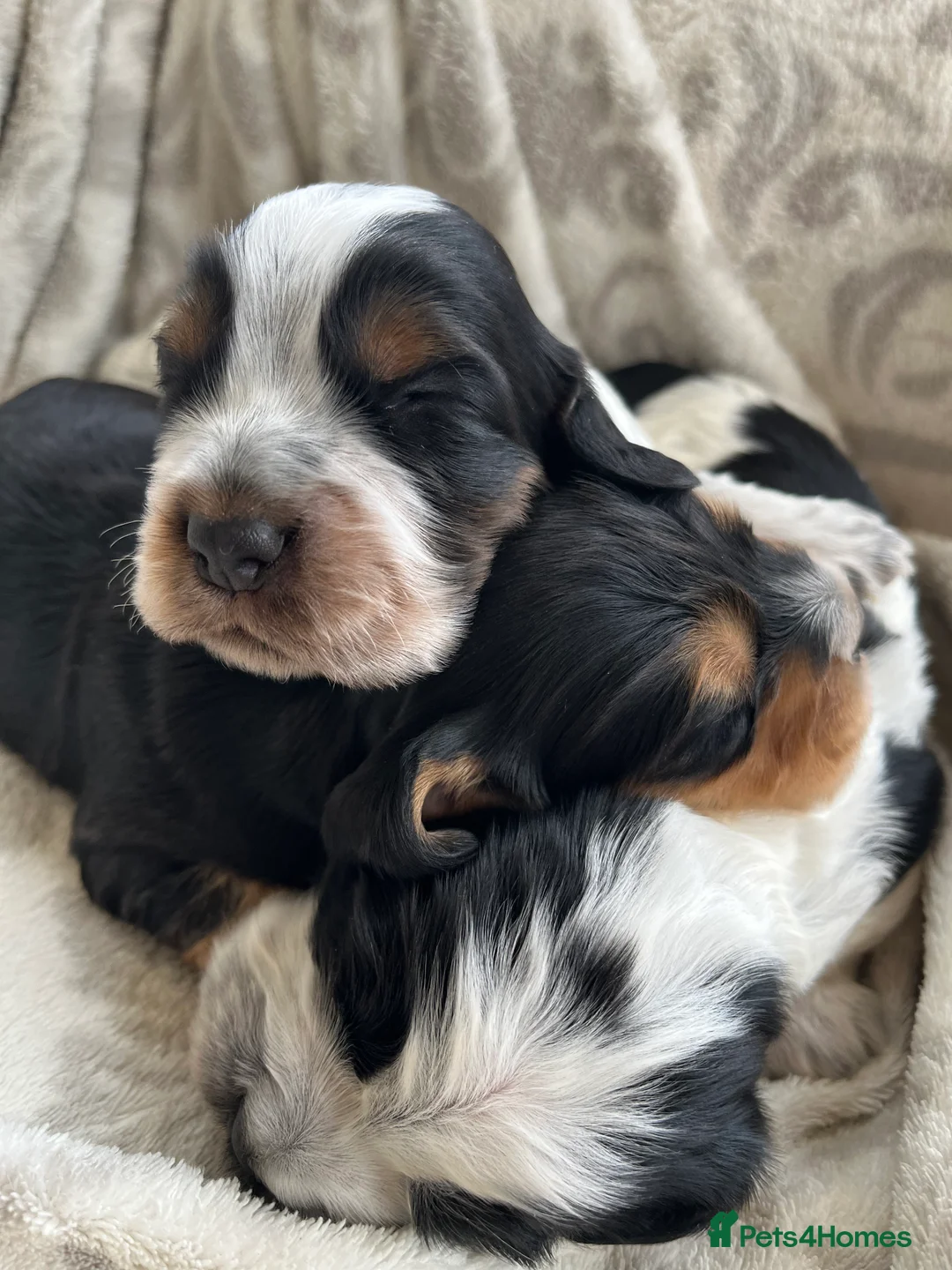 Cocker Spaniel dogs for stud: KC Superb example Classic SHOW Cocker Stud in Ruthin - Advert 15