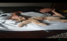 Miniature Poodle dogs for stud: Apricot poodle for Stud - Image 2