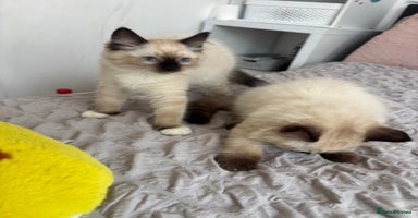 Ragdoll cats - Advert 13