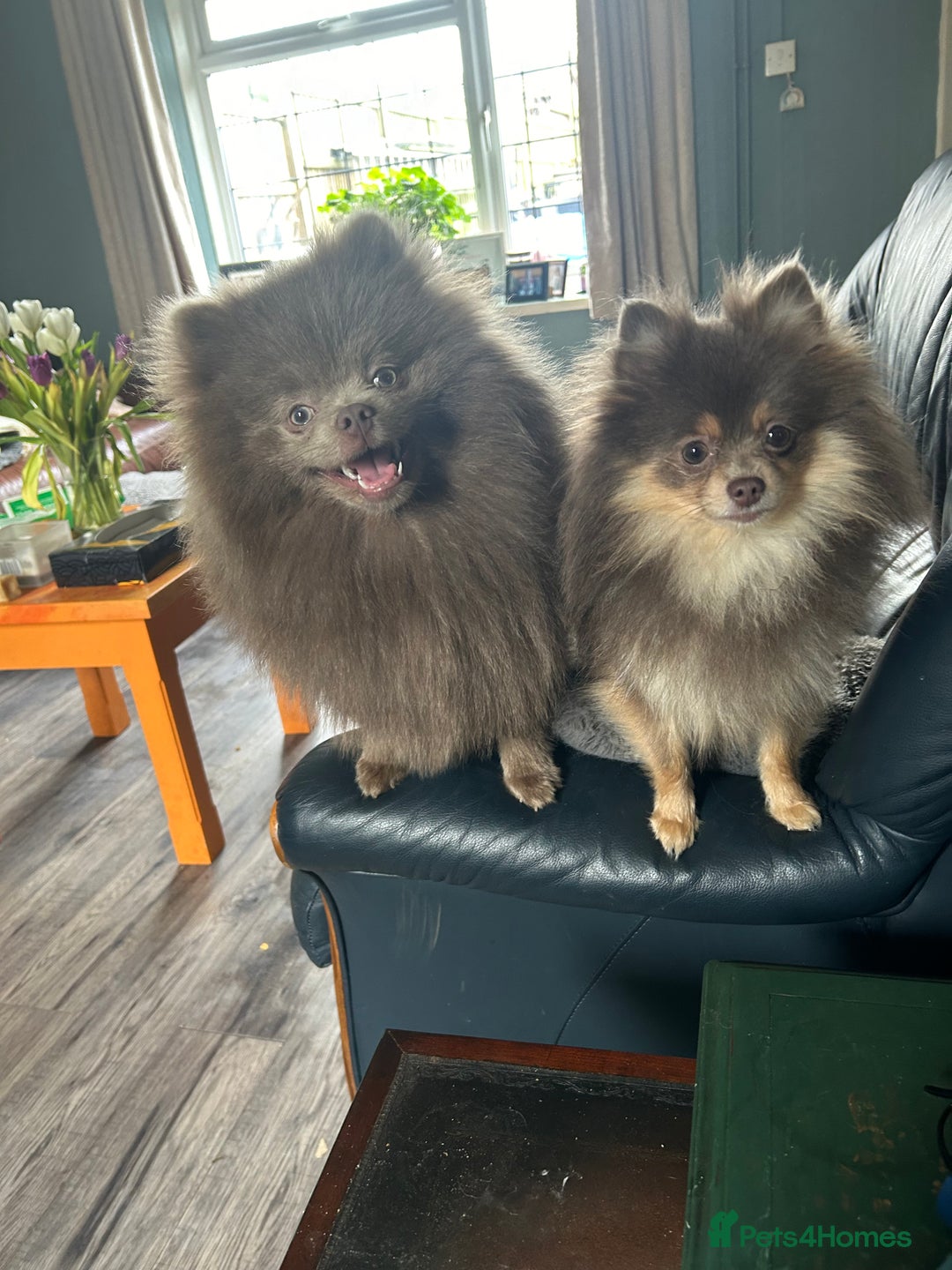 Pomeranian dogs for sale: Rare lavender Pom male - Advert 9