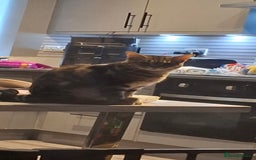 Mixed Breed cats for sale: Tabby cat and black and white cat looking for home - Advert 2