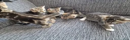 Mixed Breed cats for sale: Kittens ready to go in Birmingham - Advert 8