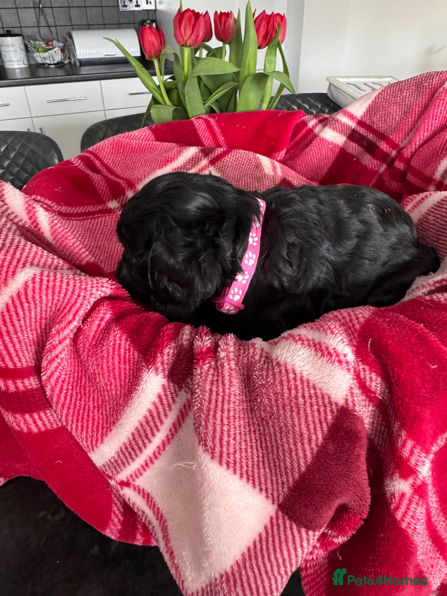Cavapoo dogs Beautiful Cavapoo puppies - Advert 2