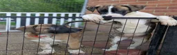 Mixed Breed dogs for sale: American bulldog x Belgian Malinois  - Advert 14