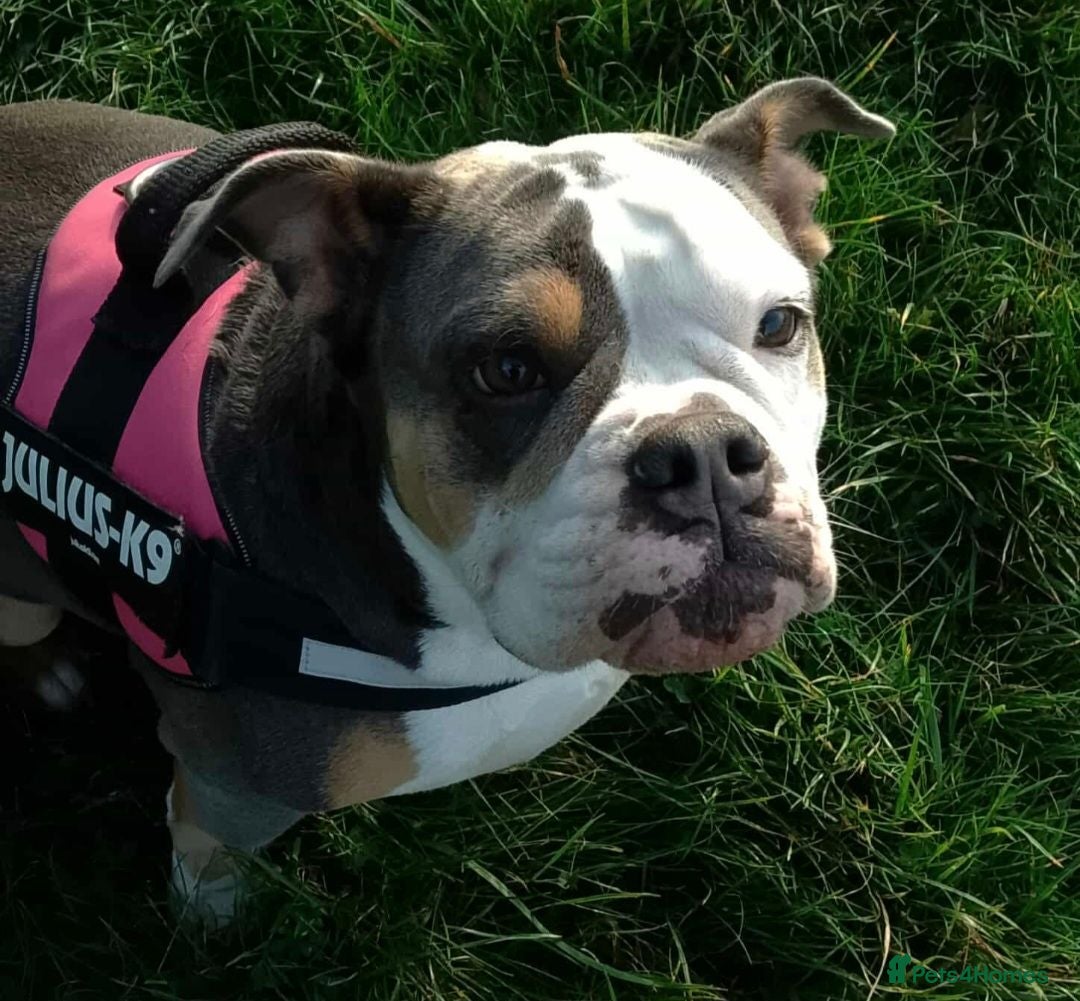 Olde English Bulldogge dogs Beautiful Lady  - Advert 17