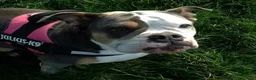Olde English Bulldogge dogs for sale: Beautiful Lady  - Advert 6