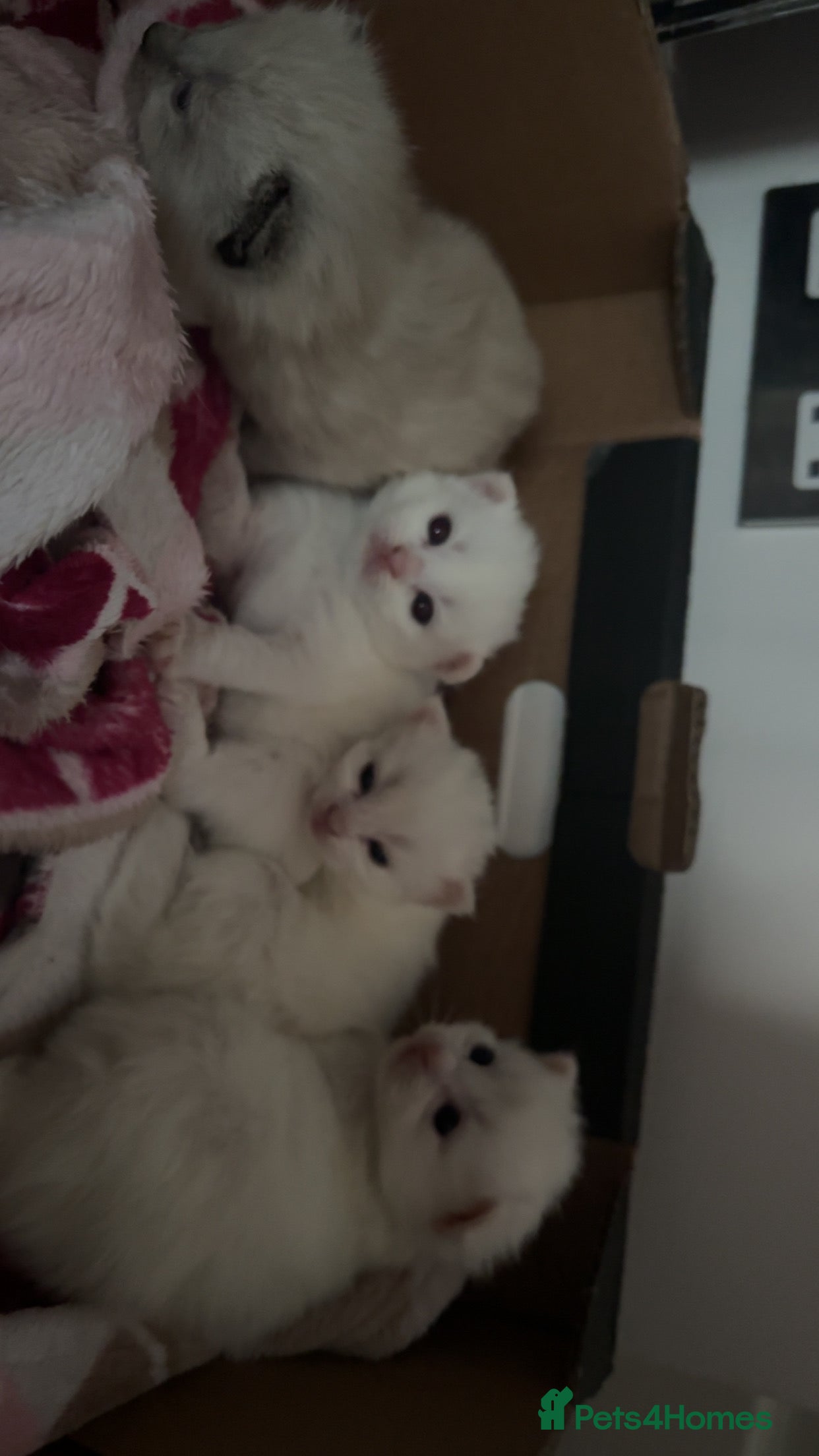 Siamese cats Siamese x russian blue kittens - Advert 1