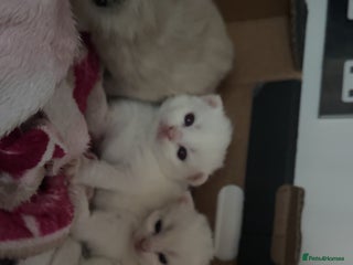 Siamese cats Siamese x russian blue kittens - Advert 9